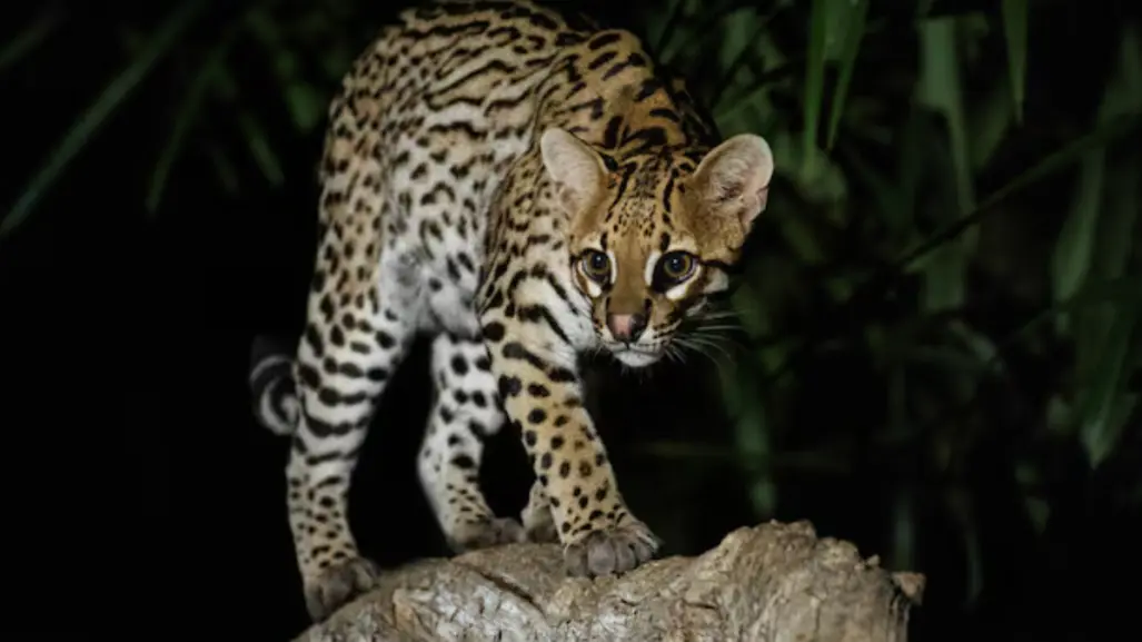 Este animal nativo de Tamaulipas fue perseguido por años para obtener su hermoso pelaje