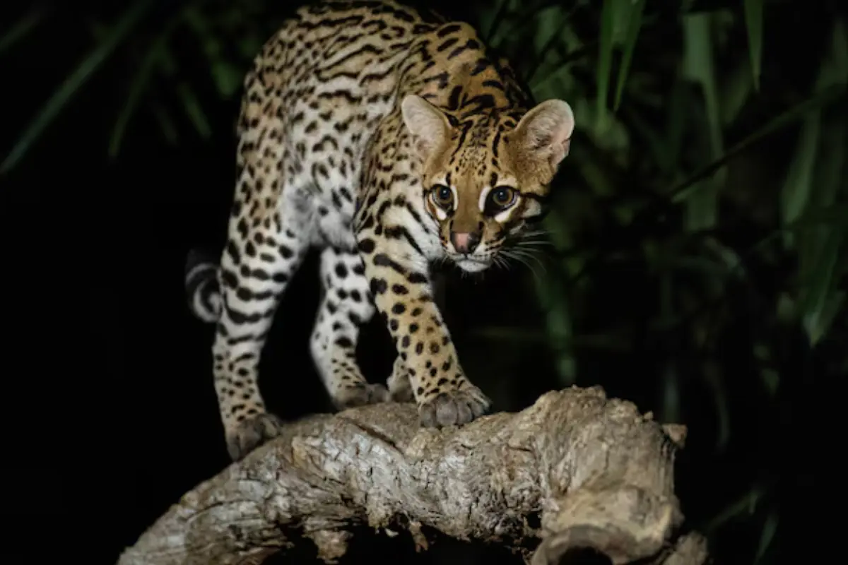 El ocelote es el animal nativo de Tamaulipas que por años fue perseguido para obtener su pelaje que es único, hoy se encuentra en peligro de extinciónFREEPIK