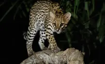 Este animal nativo de Tamaulipas fue perseguido por años para obtener su hermoso pelaje