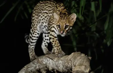Este animal nativo de Tamaulipas fue perseguido por años para obtener su hermoso pelaje