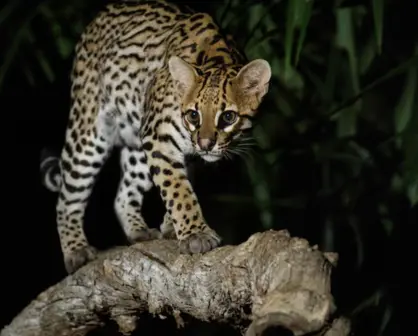 Este animal nativo de Tamaulipas fue perseguido por años para obtener su hermoso pelaje
