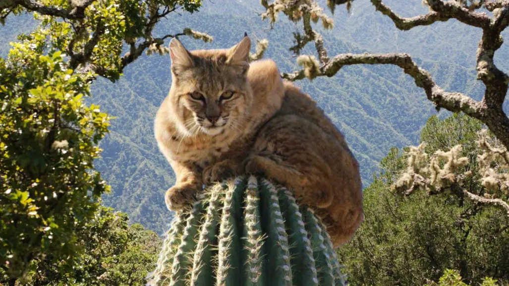 Esta es la especie única que habita en la Sierra de la Laguna