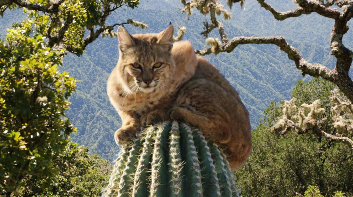 El gato montés habita zonas altas y poco accesibles de la Sierra de la Laguna. Foto: CONANP | Foto: Sudcalifornios.com