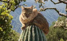 Esta es la especie única que habita en la Sierra de la Laguna