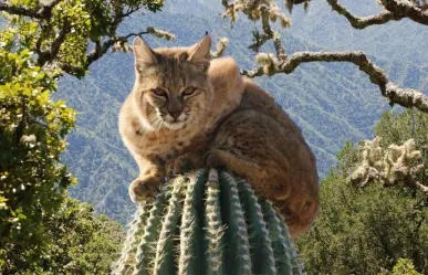 Esta es la especie única que habita en la Sierra de la Laguna