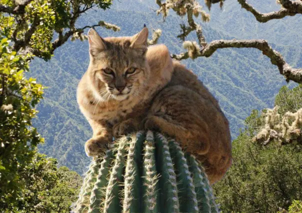 Esta es la especie única que habita en la Sierra de la Laguna