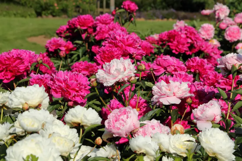 Con la técnica correcta de poda, puedes estimular la floración de tus plantas y disfrutar de un jardín espléndido. Foto: Canva