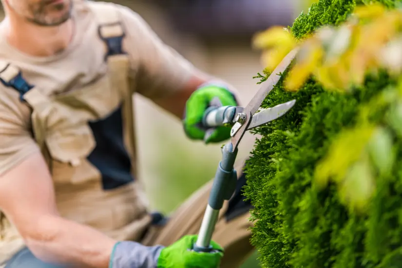 Preparar tu jardín para el verano es fácil si realizas cortes estratégicos en las plantas antes del 1 de julio. Foto: Canva
