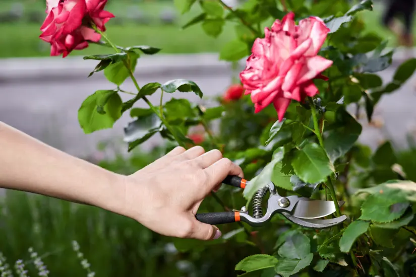 Podar ciertas plantas antes del 1 de julio es fundamental para obtener una floración exuberante y colorida en tu jardín. Foto: Canva