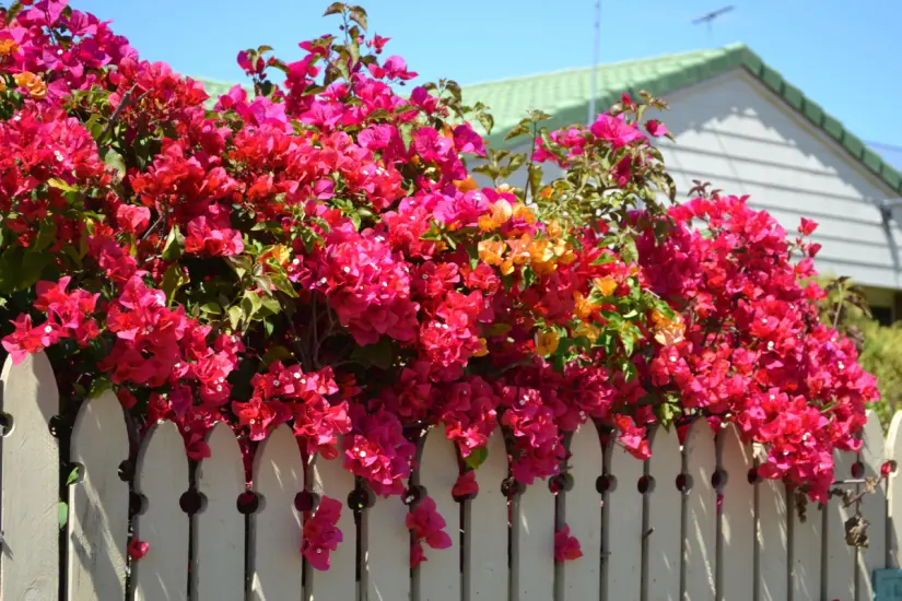 La poda oportuna de algunas plantas es clave para asegurar un jardín lleno de flores vibrantes y saludables este verano. Foto: Canva