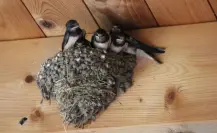 Animales nativos de Coahuila, esta es el ave que anuncia la primavera