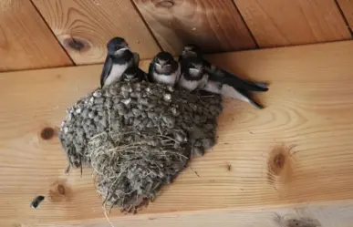 Animales nativos de Coahuila, esta es el ave que anuncia la primavera