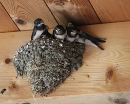 Animales nativos de Coahuila, esta es el ave que anuncia la primavera