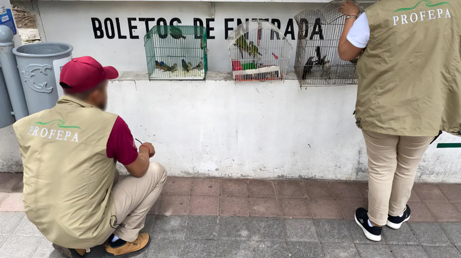 Profepa asegura 25 animales silvestres en La Piedad, Michoacán. Foto: X (@PROFEPA_Mx)