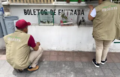 Profepa asegura 25 animales silvestres en La Piedad, Michoacán