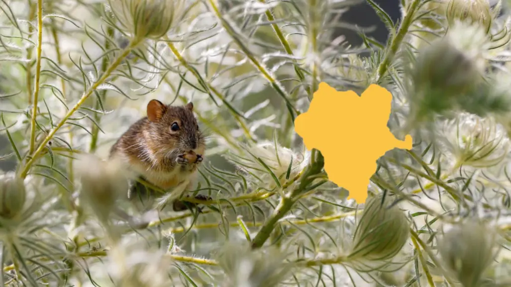 5 roedores nativos de Durango que habitan en su extenso territorio
