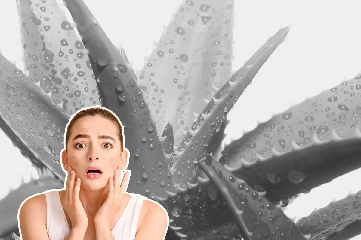 Entre la variedad de plantas nativas de Nuevo León, destaca una especie que ha sido valorada durante generaciones por sus beneficios para la piel. Foto: CANVA / Farmaceuticonline