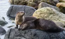 El animal nativo de Durango que llega a verse en ríos de lo más profundo del bosque