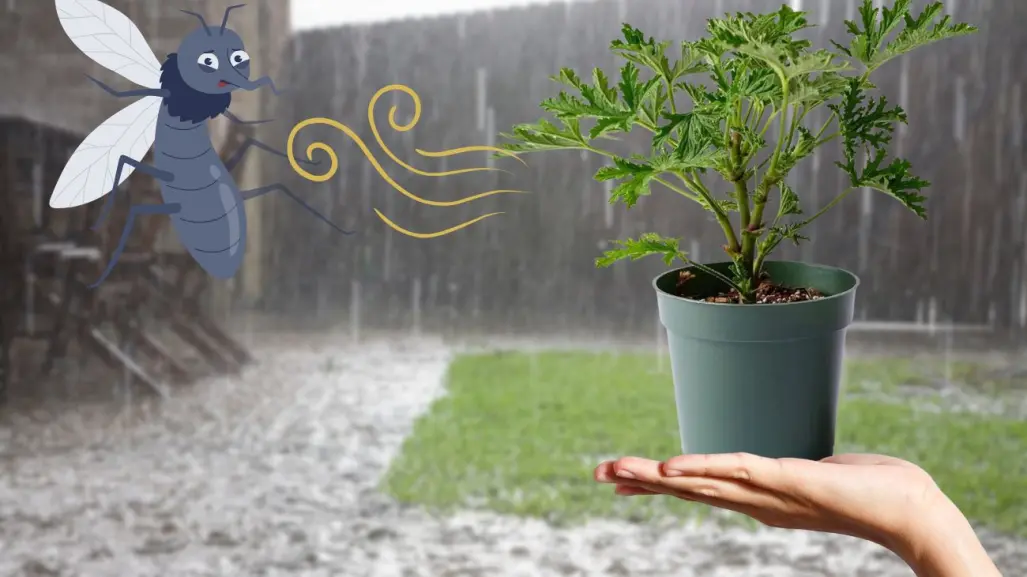 3 plantas yucatecas para mantener lejos a los mosquitos y el dengue de tu casa