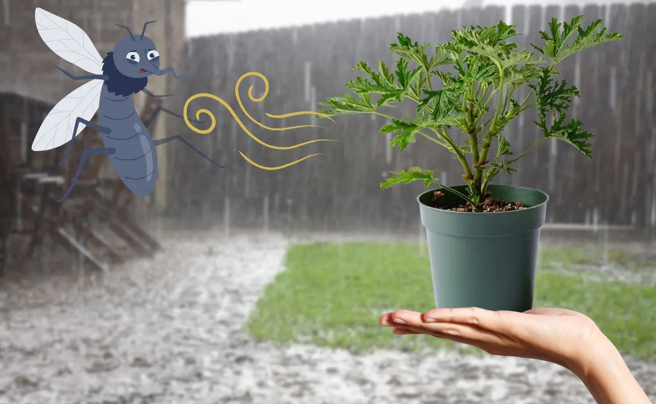 ¿Cuáles son 3 plantas perfectas para alejar a los mosquitos en Yucatán? Foto: Canva