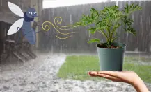 3 plantas yucatecas para mantener lejos a los mosquitos y el dengue de tu casa