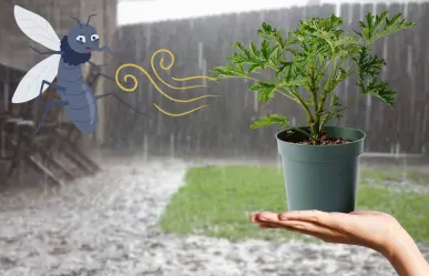 3 plantas yucatecas para mantener lejos a los mosquitos y el dengue de tu casa