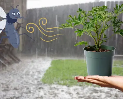 3 plantas yucatecas para mantener lejos a los mosquitos y el dengue de tu casa
