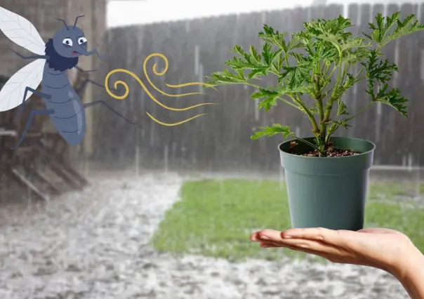 3 plantas yucatecas para mantener lejos a los mosquitos y el dengue de tu casa