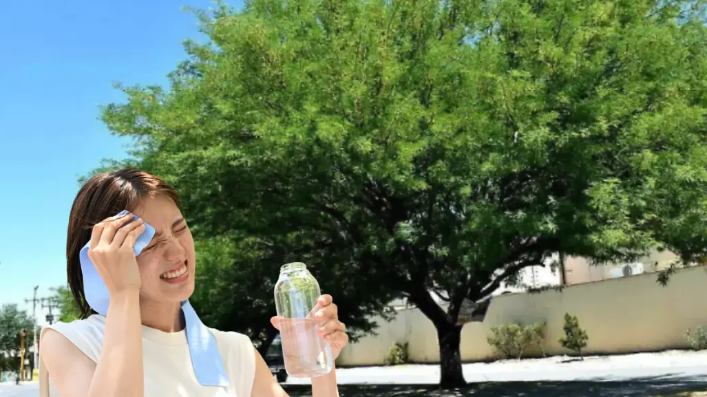 Aumenta el calor en BCS y este árbol nativo ayuda a combatirlo, ¿lo conoces?