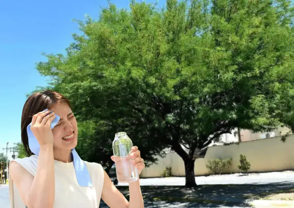 Aumenta el calor en BCS y este árbol nativo ayuda a combatirlo, ¿lo conoces?