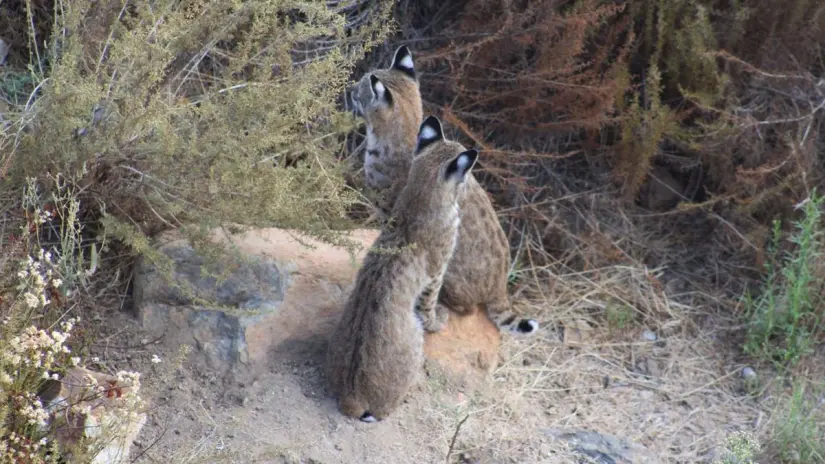 Puede recorrer más de 20 kilómetros en una sola noche buscando alimento. Foto: Sudcalifornios.com