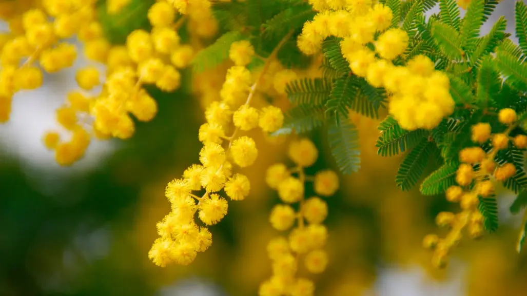 El árbol nativo de Durango cuya leña es muy apreciada por los productores de carbón