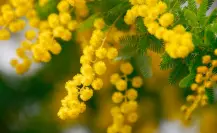 El árbol nativo de Durango cuya leña es muy apreciada por los productores de carbón