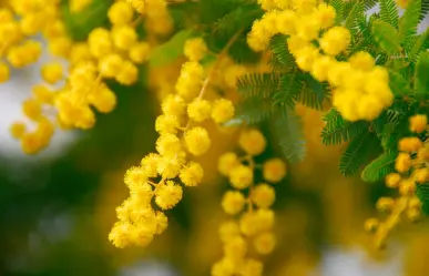 El árbol nativo de Durango cuya leña es muy apreciada por los productores de carbón