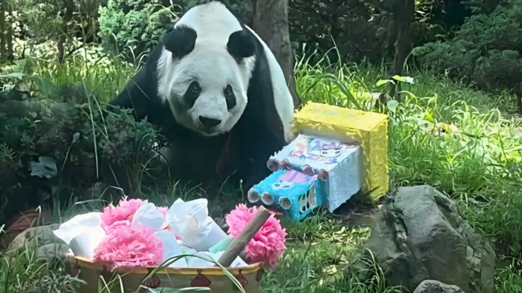 Fiesta en Zoológico de Chapultepec: Xin Xin celebra su cumpleaños 35 con miles de visitantes