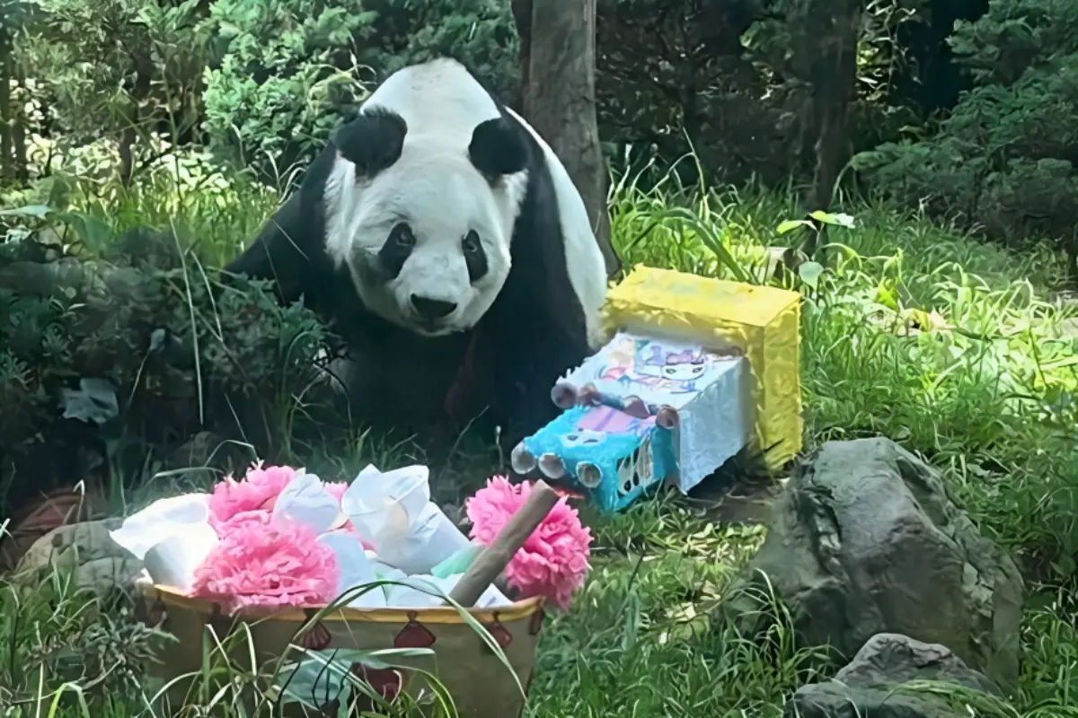 Xin Xin celebra su cumpleaños, Foto: Laura Ávila