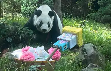 Fiesta en Zoológico de Chapultepec: Xin Xin celebra su cumpleaños 35 con miles de visitantes