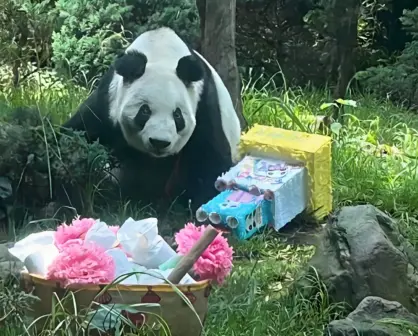 Fiesta en Zoológico de Chapultepec: Xin Xin celebra su cumpleaños 35 con miles de visitantes