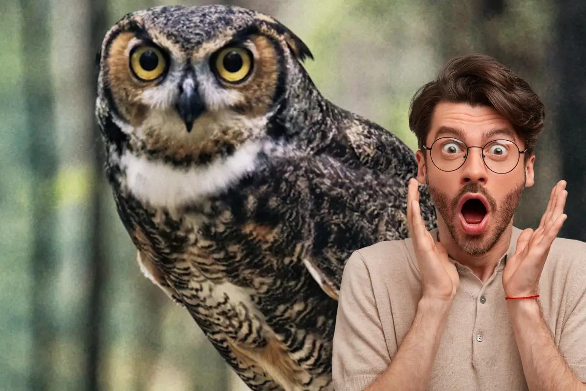 La lechuza es el animal nativo de Tamaulipas que tiene sorprendentes datos curiosos, entre estos, es capaz de girar su cabeza hasta 270 grados, aquí te explicamos por quéUnsplash Freepik