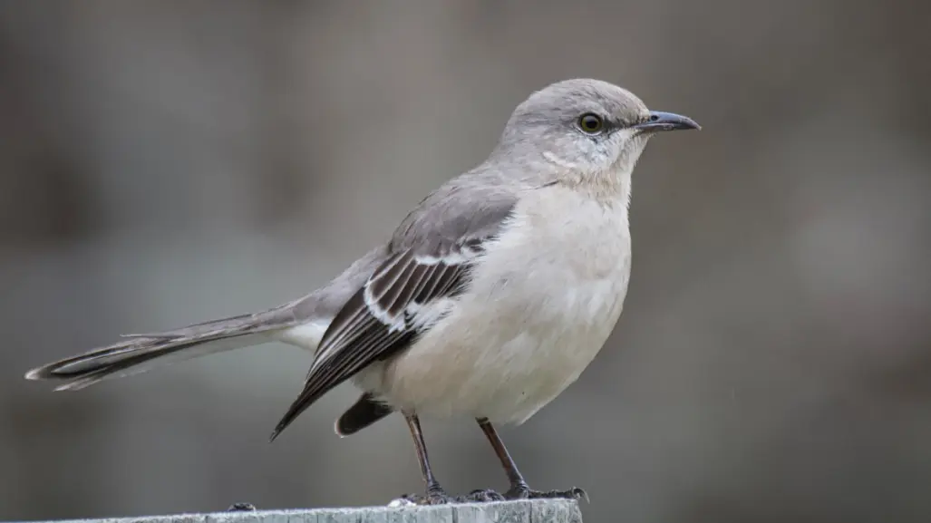 Animales nativos de Coahuila, ¿un pájaro que tiene diferentes cantos?