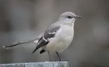 Animales nativos de Coahuila, ¿un pájaro que tiene diferentes cantos?