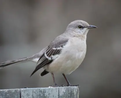 Animales nativos de Coahuila, ¿un pájaro que tiene diferentes cantos?