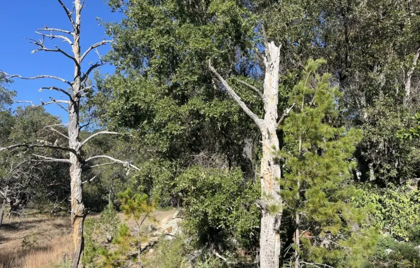 Comparte su entorno con otras plantas como pinos, arbustos y sotoles, formando un ecosistema único. Foto: INaturalist