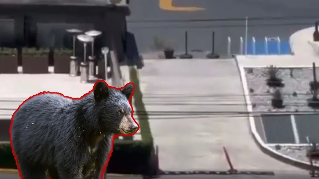 VIDEO l Vecinos captan a oso entrando a un estacionamiento de plaza comercial en San Pedro