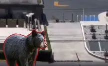 VIDEO l Vecinos captan a oso entrando a un estacionamiento de plaza comercial en San Pedro