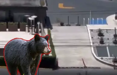 VIDEO l Vecinos captan a oso entrando a un estacionamiento de plaza comercial en San Pedro