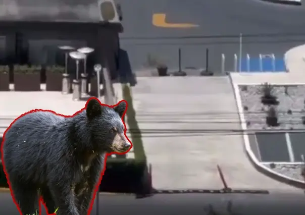 VIDEO l Vecinos captan a oso entrando a un estacionamiento de plaza comercial en San Pedro