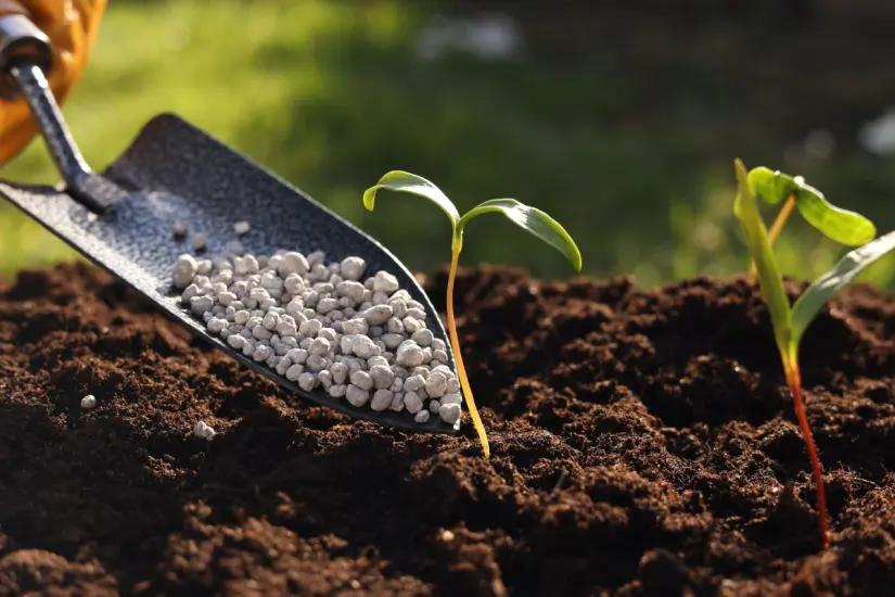 Las plantas del jardín nunca lucieron mejor gracias a esta mezcla natural que puedes preparar con sobras de tu cocina. Foto: Canva