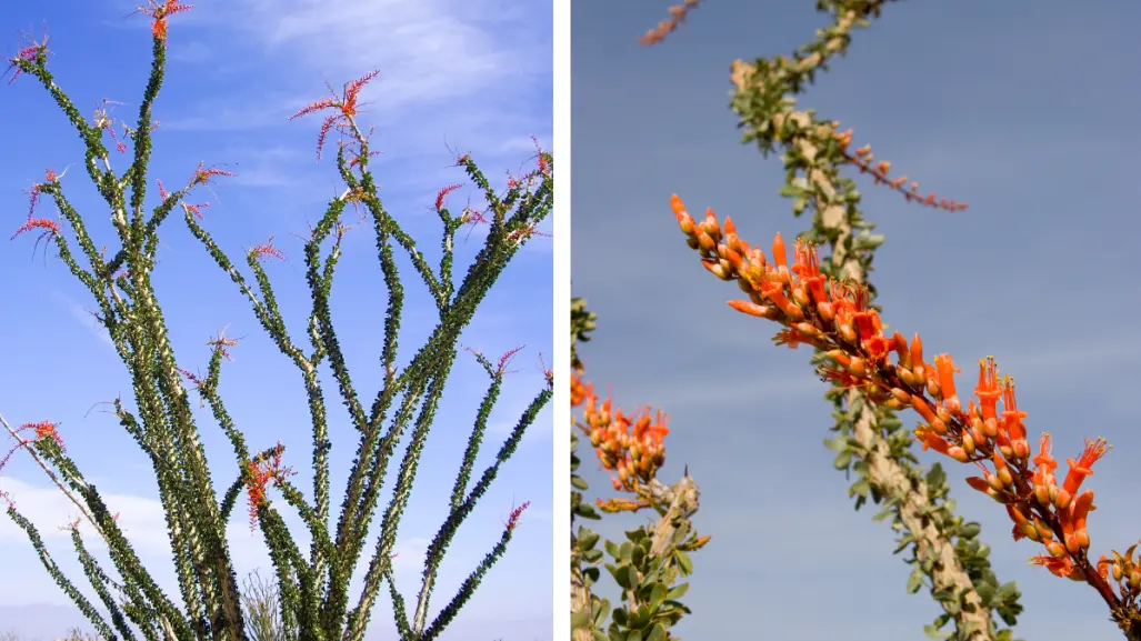 Plantas nativas de Coahuila; el ocotillo, esencial para la arquitectura del desierto