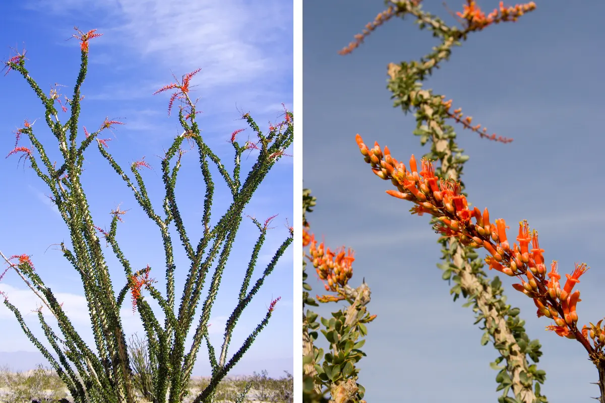 El ocotillo ha trascendido generaciones, y hoy en día sigue siendo una alternativa eficaz y ecológica para cercar terrenos en Coahuila y otras regiones del norte de México./Foto: Canva